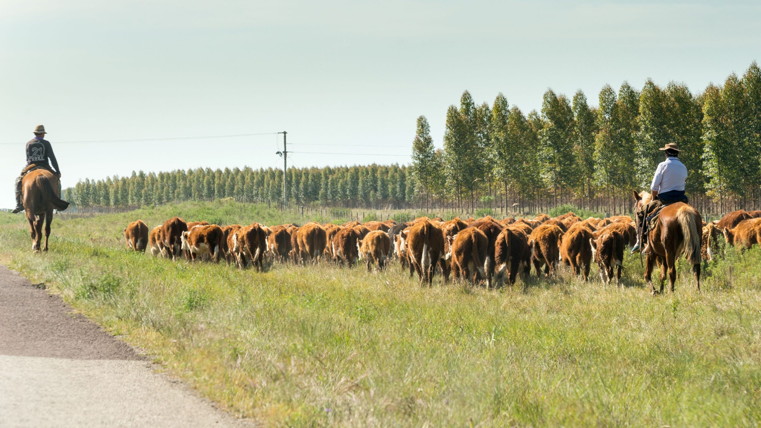 How Ranchers Use Sound to Communicate Over Distance
